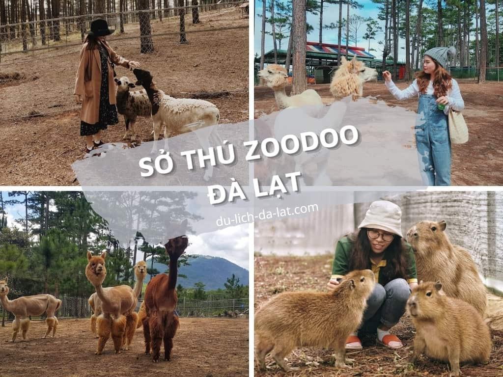 REVIEW kinh nghiệm Sở thú Zoodoo Đà Lạt MỚI NHẤT 2022