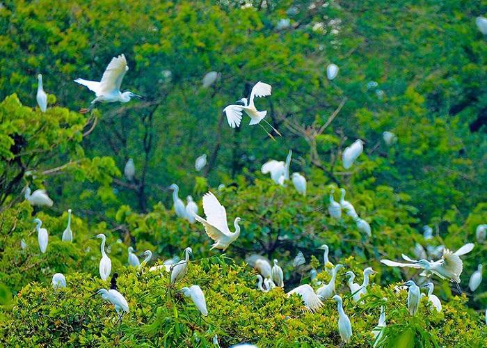 Vườn chim Bạc Liêu - Địa điểm du lịch Bạc Liêu